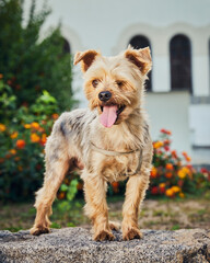 yorkshire terrier with short haircut posing in park