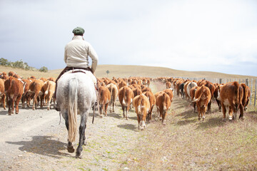 Cattle Ranch in south patagonia argentina - obrazy, fototapety, plakaty