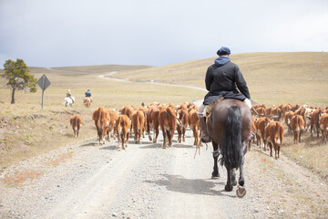 Cattle Ranch in south patagonia argentina