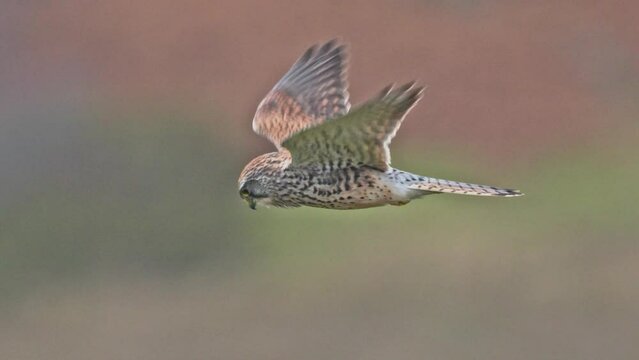 Close-up shot of a Common kestrel in flight with a blurred background