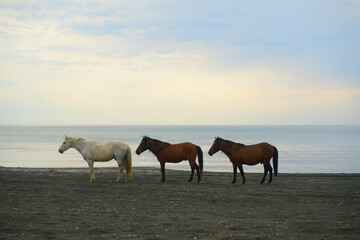 Three wild horses standing on the beach. Ureki, Georgia. Black magnetic sand beach.  1 one white...