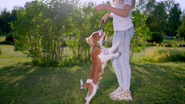 Little cute girl and pet dog walking, having fun in summer park at sunset outdoors, Little girl holding hugging favourite pedigree dog friend, Happy family kid friendship dream holiday concept 