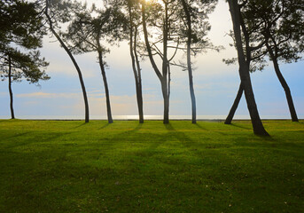 sun shining through a tree on a green meadow, a vibrant rural landscape with blue sunset sky. summertime season. nature backdrop. sundown. Golden hour.