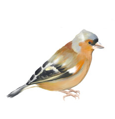 Chaffinch – Illustration of the songbird series
