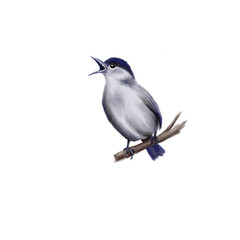 Blackcap – Illustration of the songbird series