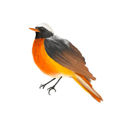 Common redstart – Illustration of the songbird series