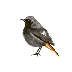Black redstart – Illustration of the songbird series