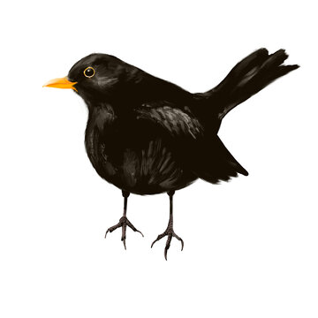 Illustration of the songbird blackbird