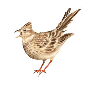 Illustration of the songbird, a lark