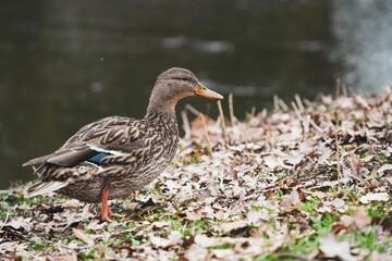 Mallard duck perched on the ground amidst a bed of autumn leaves and grass in a forest setting