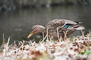 Mallard duck perched on the ground amidst a bed of autumn leaves and grass in a forest setting