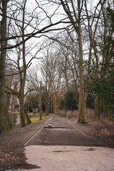 Footpath lined with rows of leafless deciduous trees in autumn