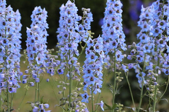 Delphinium elatum in the garden. Double blue flower.