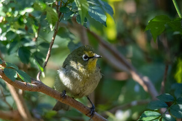 Cape white-eye is a common garden bird in South Africa