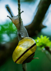 Snail closeup
