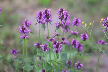 Close up of stachys officinalis, Betonica officinalis foliage.