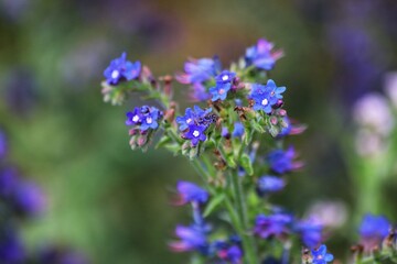 Anchusa officinalis. Plant commonly known as common bugloss or alkanet.