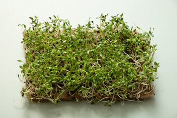 Sprouted microgreens of alfalfa flat lay, top view. Superfood is grown at home