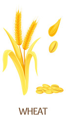 Wheat crop illustration. Cartoon farm seed plant