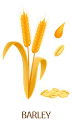Barley crop. Cartoon farm plant. Botanical illustration