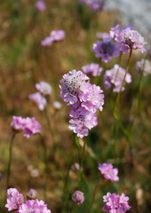 Grasnelke (Armeria pseudoarmeria)