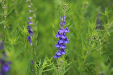 Baikal skullcap, scutellaria baicalensis, medicinal plant.