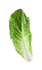 Fresh leaf of green romaine lettuce isolated on white