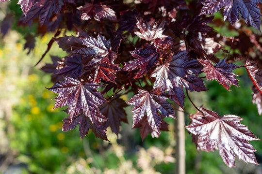 Leaves of Emerald Queen Maple - Acer platanoides var Royal Red. Burgundy foliage.