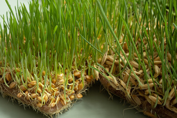 Sprouted wheat and oat microgreens. Superfood is grown at home