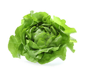 Fresh green butter lettuce head isolated on white