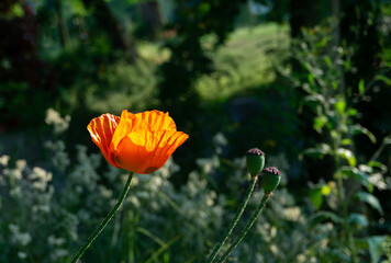 Bright poppy flower in backlit sunlight
