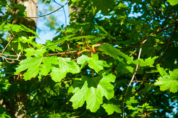 Branches and leaves of a maple tree on a sunny day in spring, pieces of blue sky, greenery.