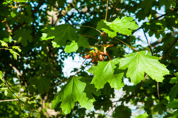 Branches and leaves of a maple tree on a sunny day in spring, pieces of blue sky, greenery.