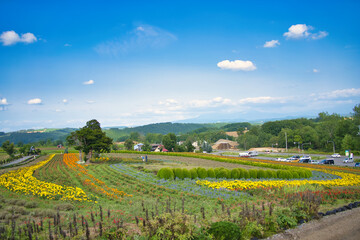 Fototapeta na wymiar 北海道の富良野にあるぜるぶの丘