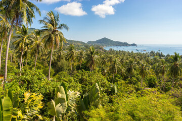 Fototapeta premium Tropical landscape of paradise scenery Koh Tao island. Green palm trees in jungle and view on bay form high-angle. Exotic idyllic landscape of greenery and sea
