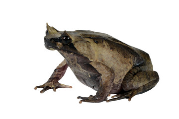 Megophrys montana toad Closeup on white background, Megophrys montana toad side view, Indonesian toad closeup