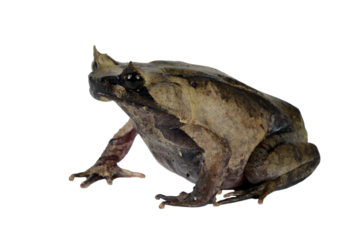 Megophrys montana toad Closeup on white background, Megophrys montana toad side view, Indonesian toad closeup