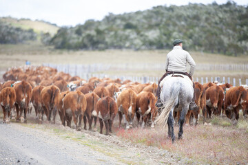 Cattle Ranch in south patagonia argentina