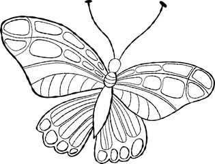 insect  butterfly hand drawing