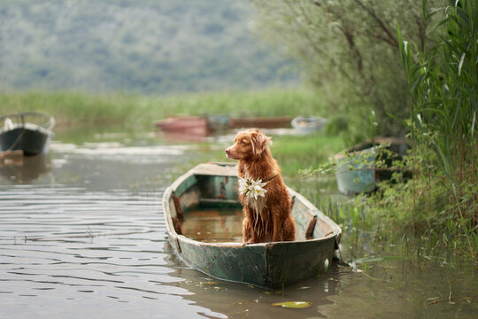 dog with water lily necklace in the boat. The Nova Scotia Duck Tolling Retriever at sun. Travel and adventure with a pet in nature
