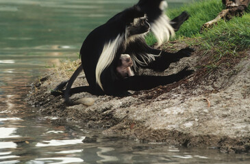 Angola colobus