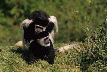 Angola colobus