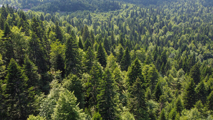 Green forest on mountain in spring, aerial drone view. Trees growing in nature. Beautiful Deciduous and coniferous forest, view from above. Woodland. © Ajdin Kamber