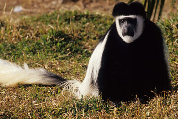Angola colobus