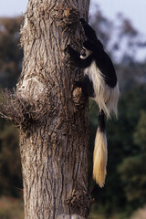 Angola colobus