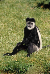 Angola colobus