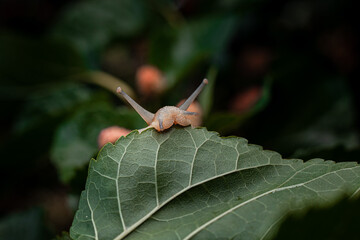 A snail bites a leaf of a mulberry tree © AMBERLIGHT