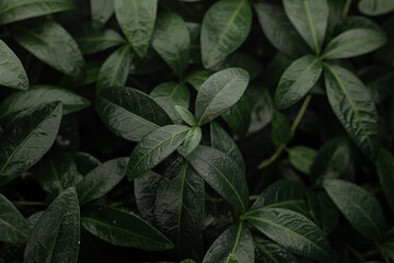 Green periwinkle leaves with raindrops