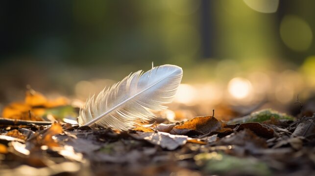 White Feather On The Forest Floor