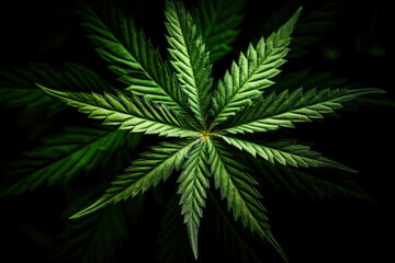 Cannabis leaf on black background.